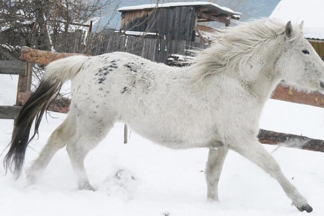 Алтайская лошадь – легенда Алтайского края Породы лошадей в алтайском крае название